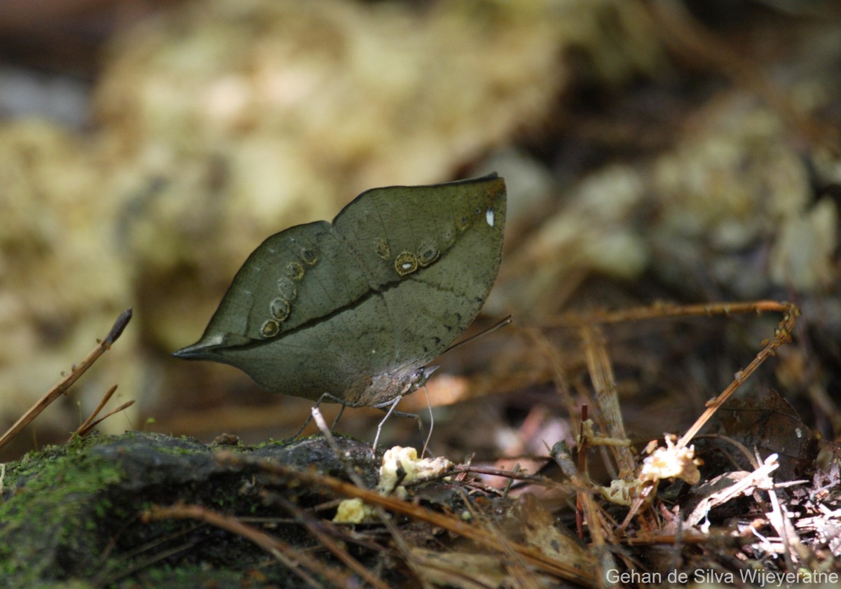 Kallima philarchus Westwood, 1848